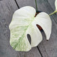 Monstera Borsigiana Mint