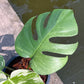 Monstera Borsigiana x Mint ‘Jungle’ - Exact Plant (M042)