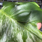 Monstera Casper - Exact Plant (M054)