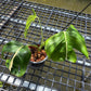 Monstera White Lava - Exact Plant (M052)