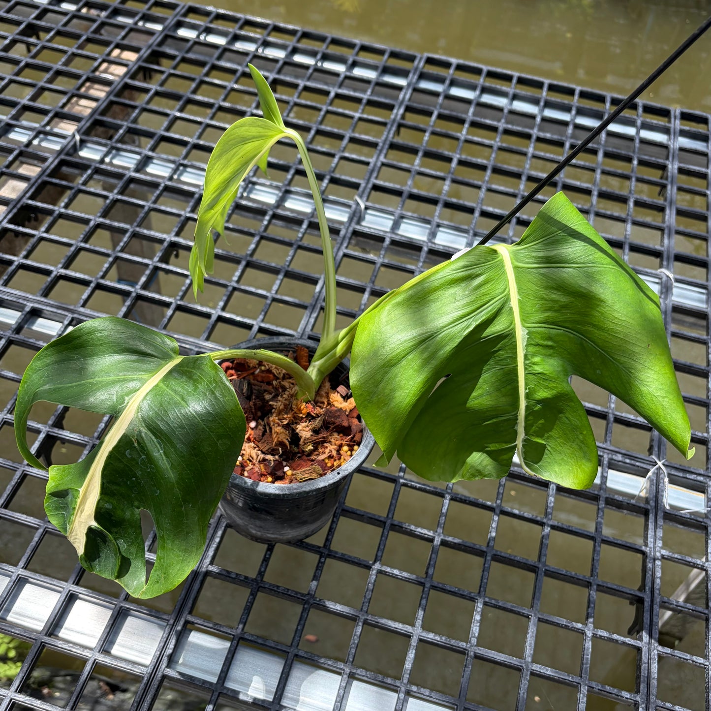 Monstera White Lava - Exact Plant (M052)