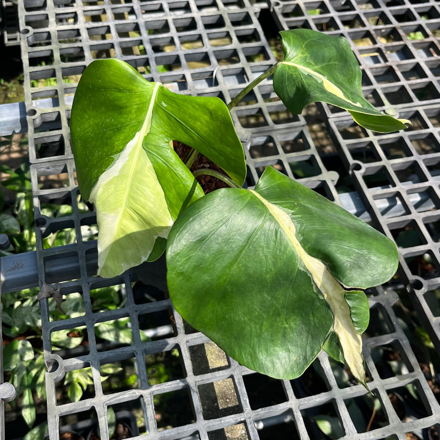 Monstera White Lava - Exact Plant (M033)