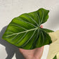 Philodendron Gloriosum Variegated Type1 - Exact Plant - Collector Grade