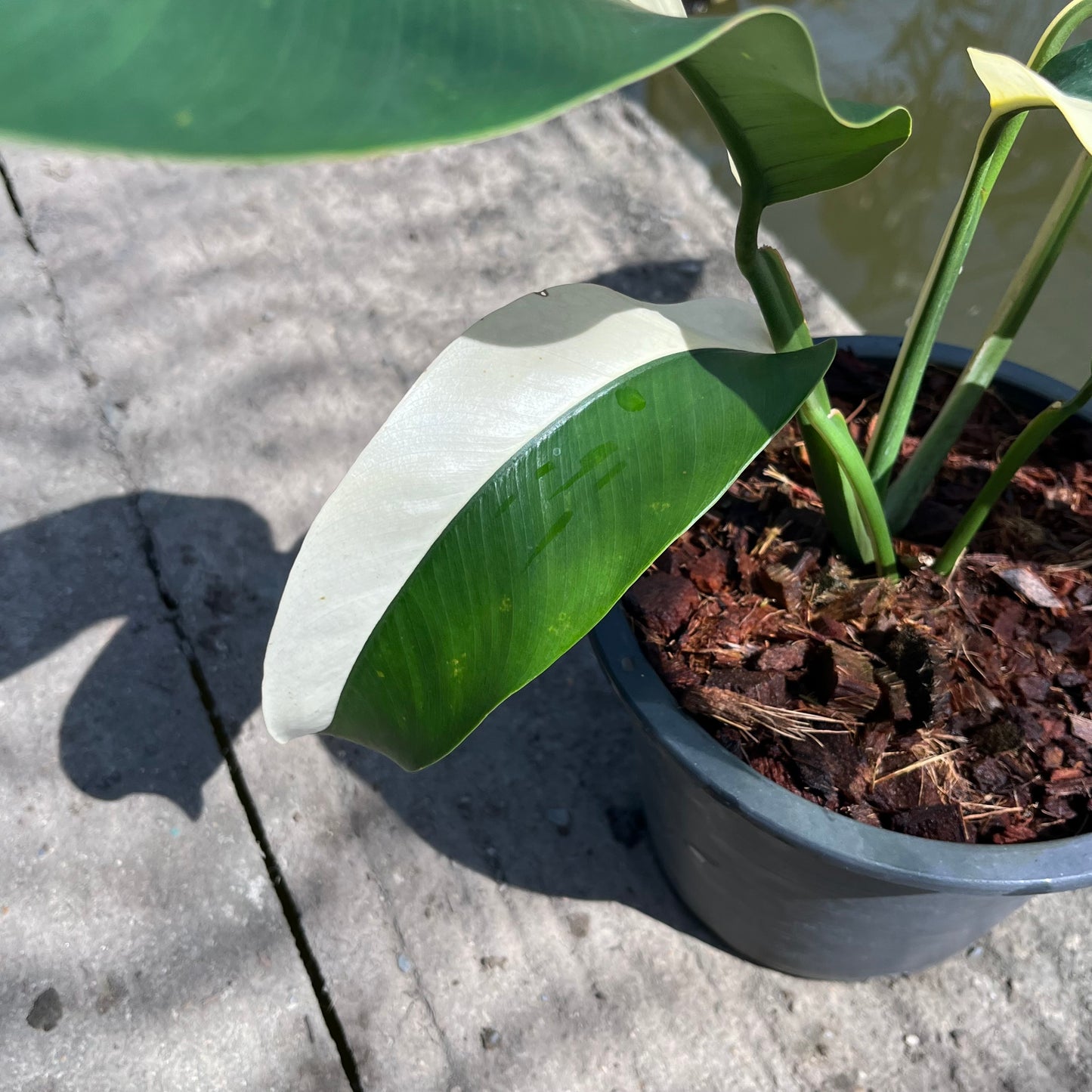 Epipremnum Giganteum White Pearl - Exact Plant (EP012)