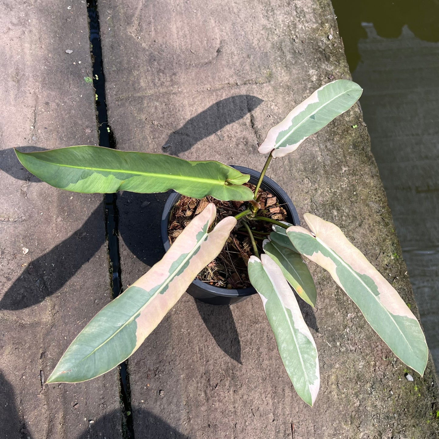 Philodendron Atabapoense Margin Variegated - Exact Plant (P034)