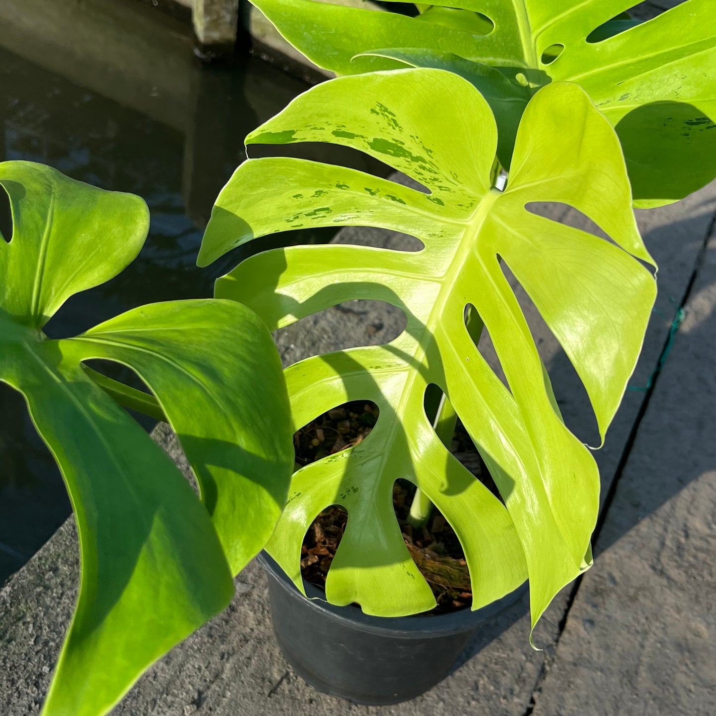 Monstera Light Lime - Exact Plant (M036)
