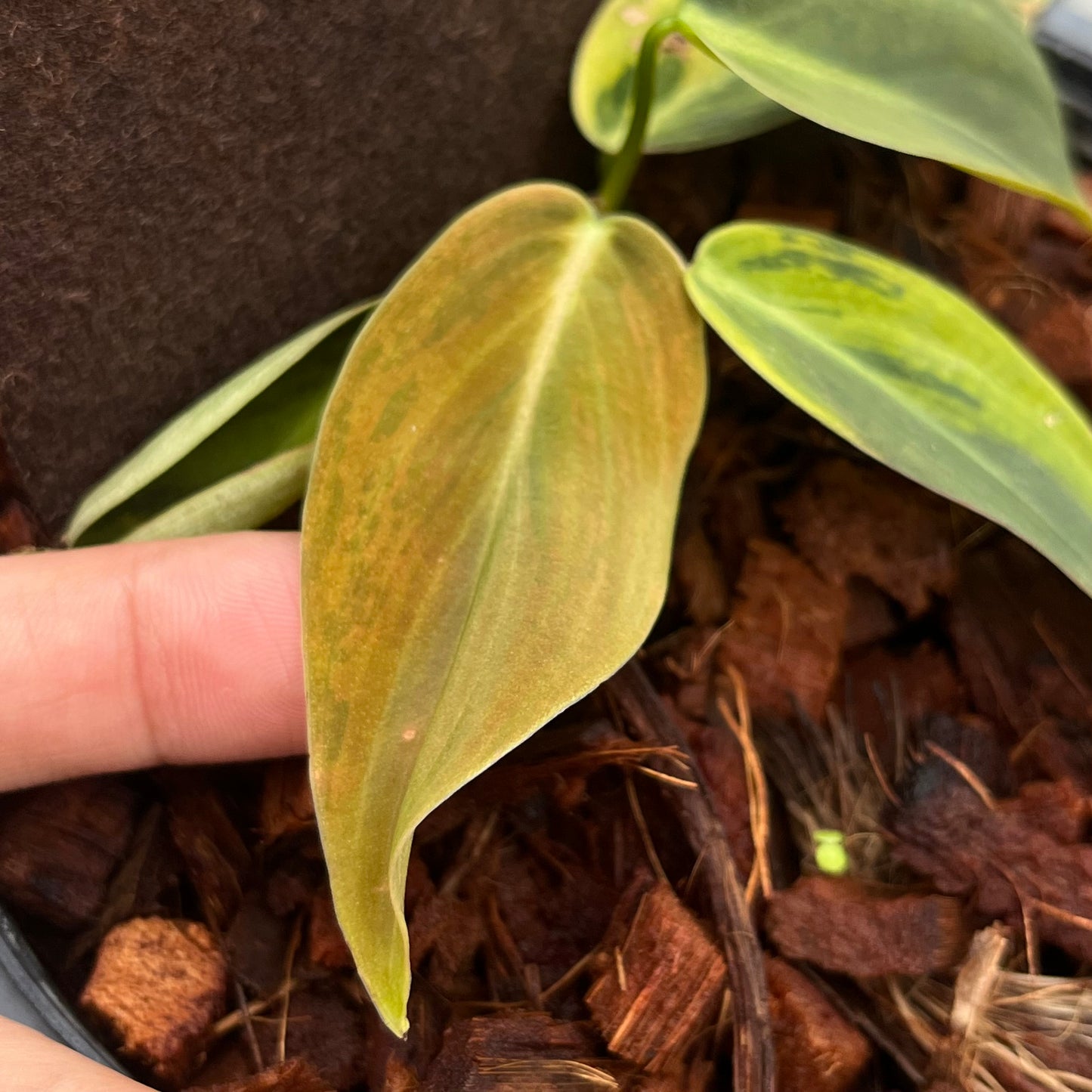 Philodendron Gigas Variegated - Exact Plant - Collectible Item