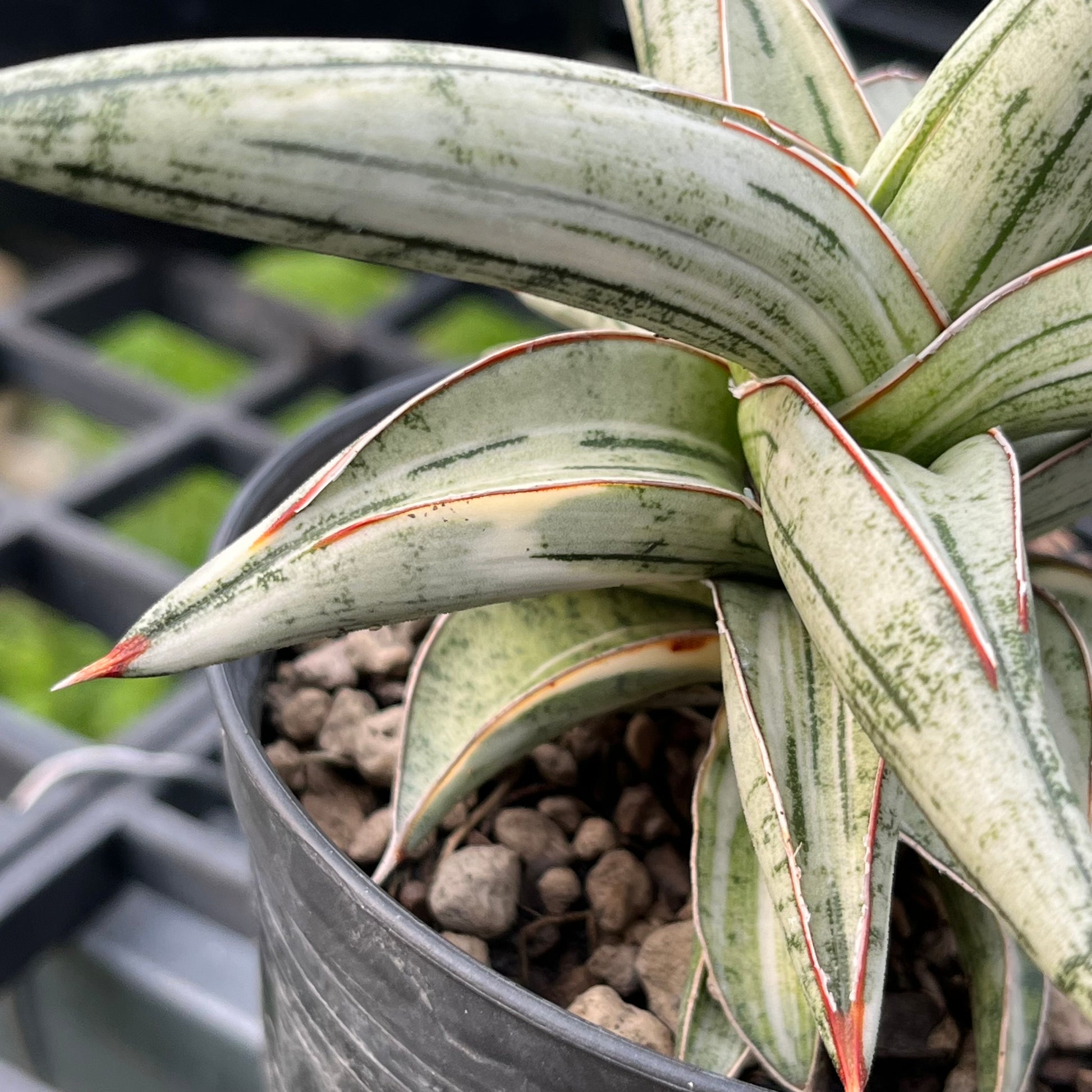 Close-up of Sansevieria Lavranos 1970 showing thick white variegation and smooth leaf texture
