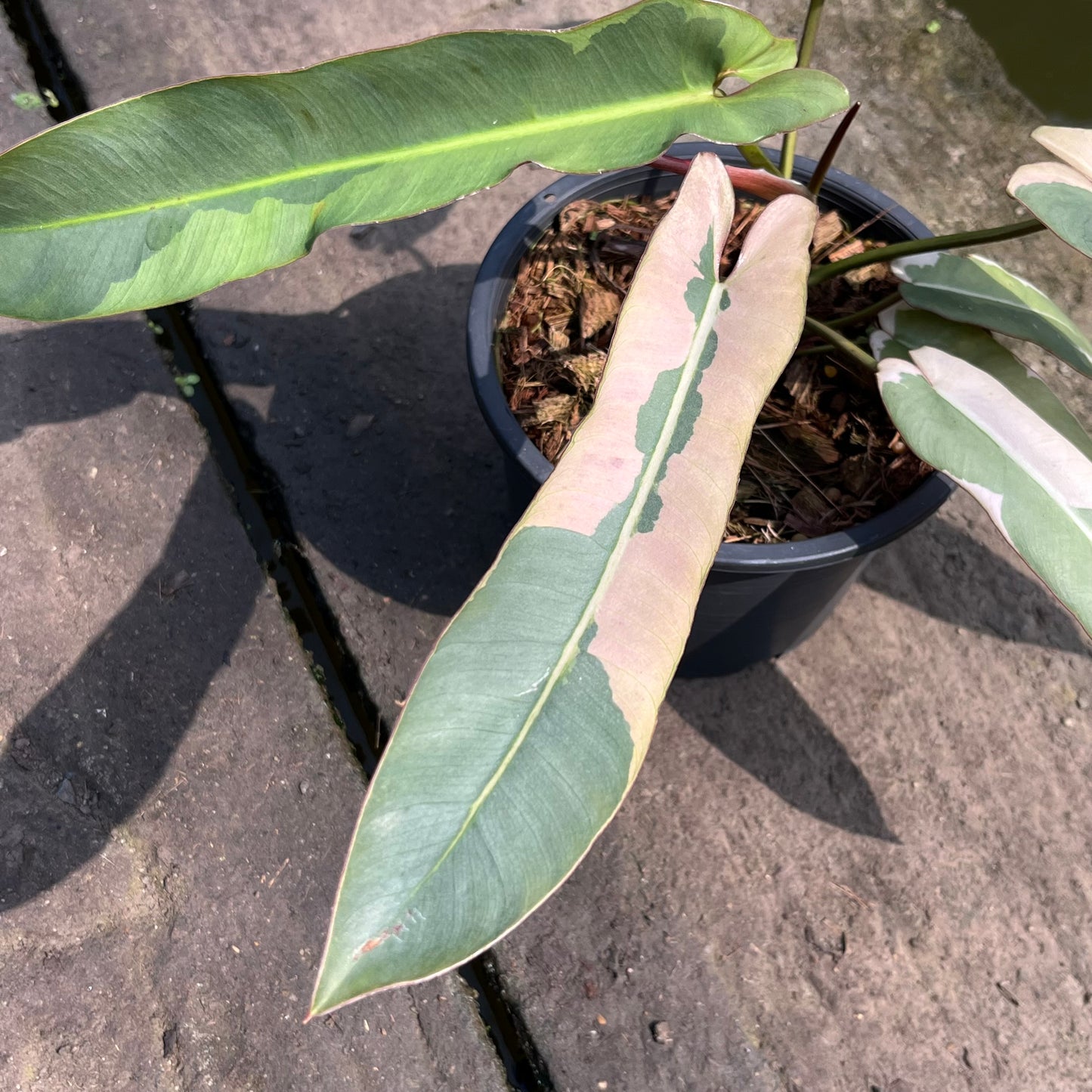 Philodendron Atabapoense Margin Variegated - Exact Plant (P034)
