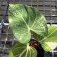 Philodendron Gloriosum Tricolor - Exact Plant (P065)