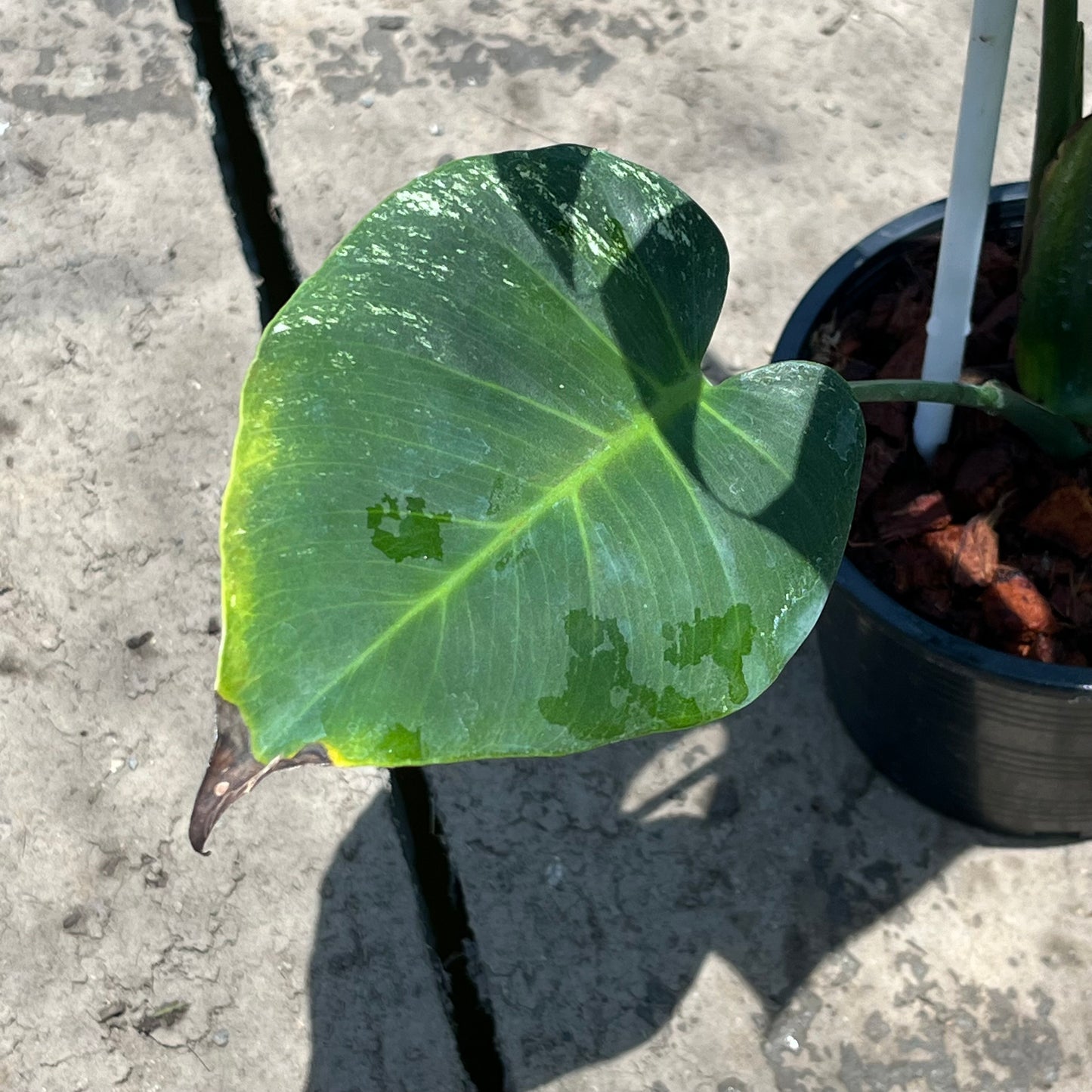 Monstera Devil Monster - Exact Plant (M052)