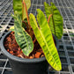 Philodendron Billietiae Variegated