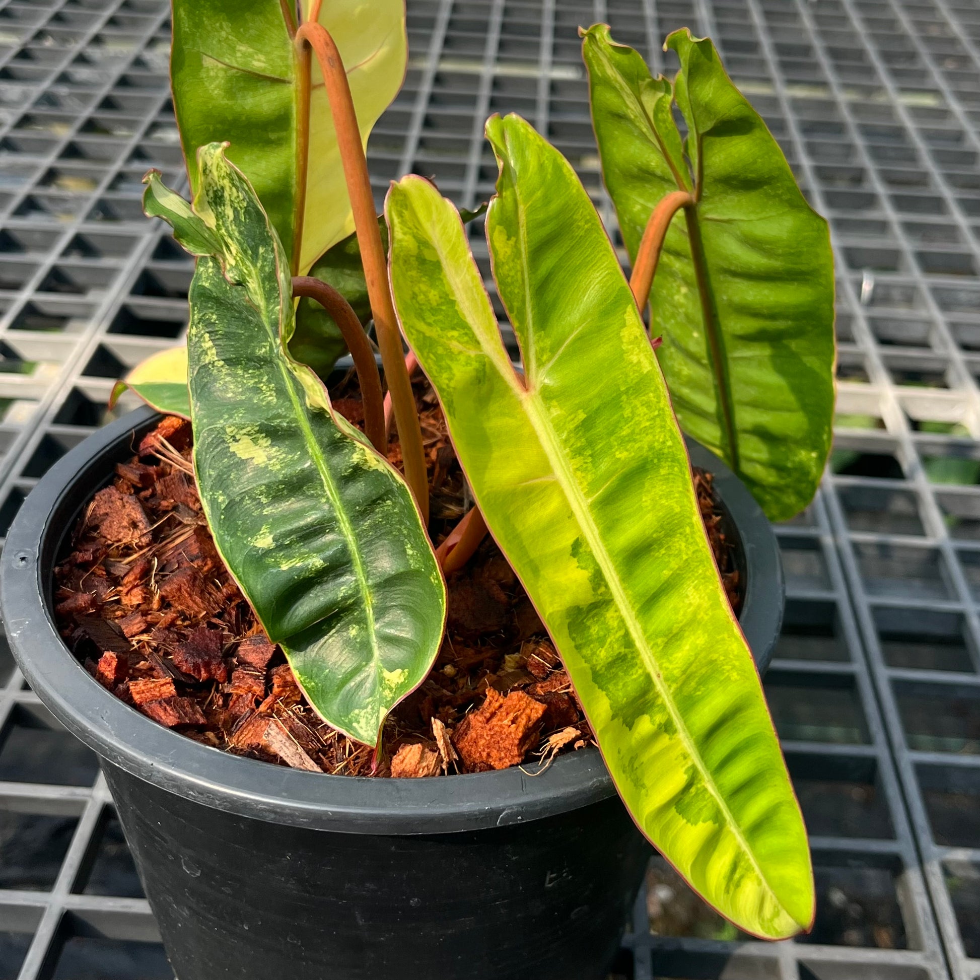 Philodendron Billietiae Variegated