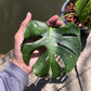 Monstera Deliciosa Fish Bone - Exact Plant (M035)