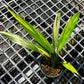 Epipremnum Amplissimum variegated