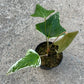 Anthurium Subsignatum Variegated - Exact Plant (A024)