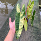 Philodendron Billietiae Variegated- Exact Plant - 4 Beautiful Variegated Leaves
