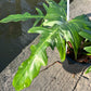 Philodendron Golden Dragon Variegated (Narrow Form)- XL - Exact Plant (P037)