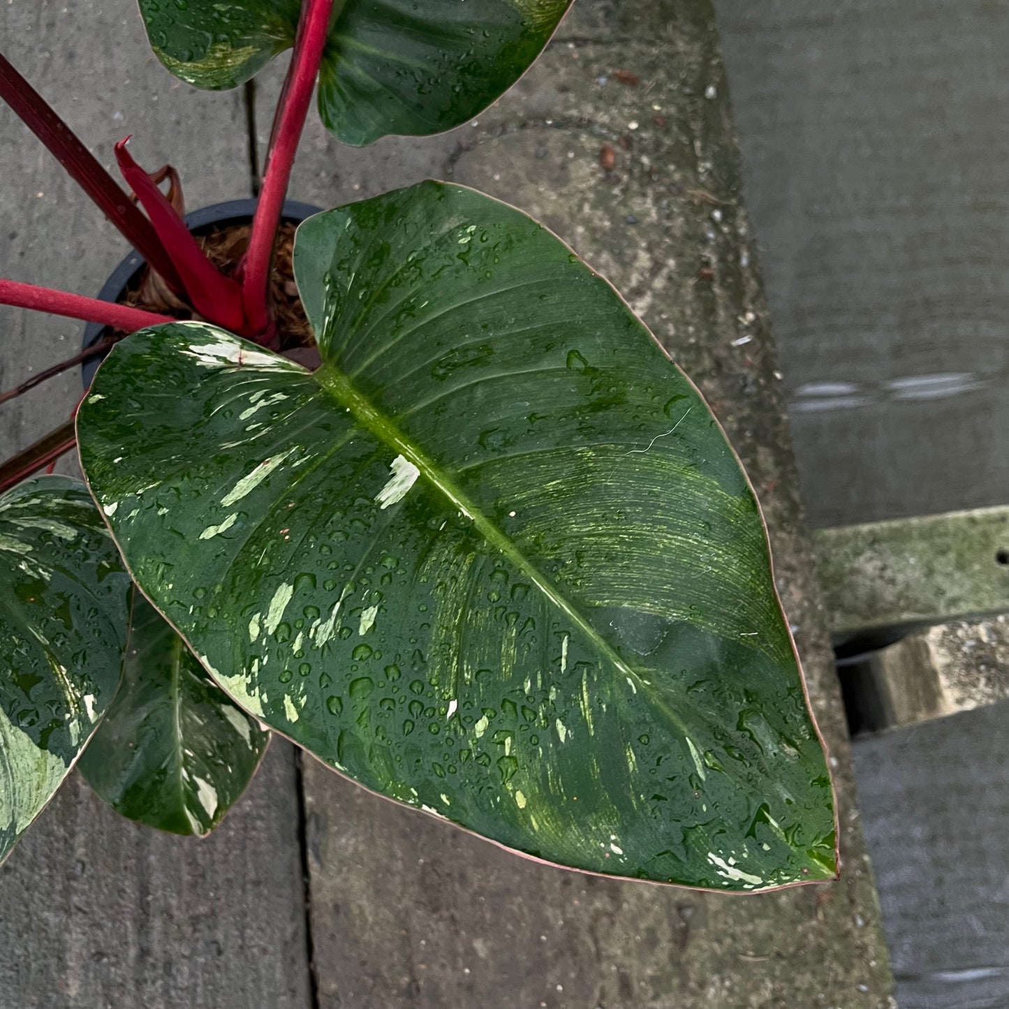 Philodendron Rojo Red Congo Variegated - Exact Plant - Original - Non TC
