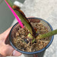 Philodendron Gloriosum Variegated Albo Type1 Rooted - Top Cutting - Exact Plant (P053)