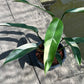 Epipremnum Giganteum White Pearl - Exact Plant (EP011)