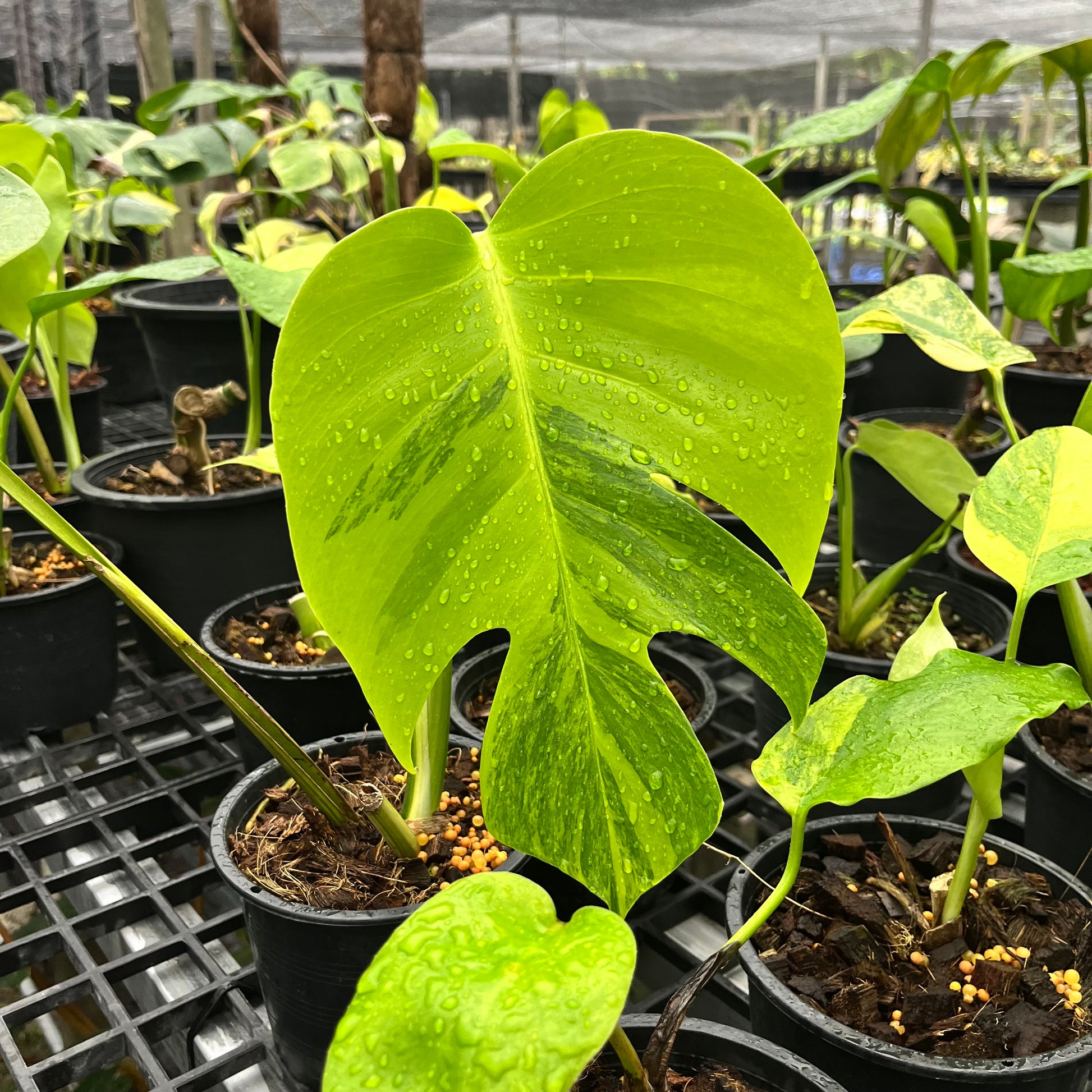 monstera borsigiana plant Monstera Borsigiana Aurea – Greenroom Planter
