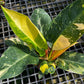Philodendron Green Congo Nuclear