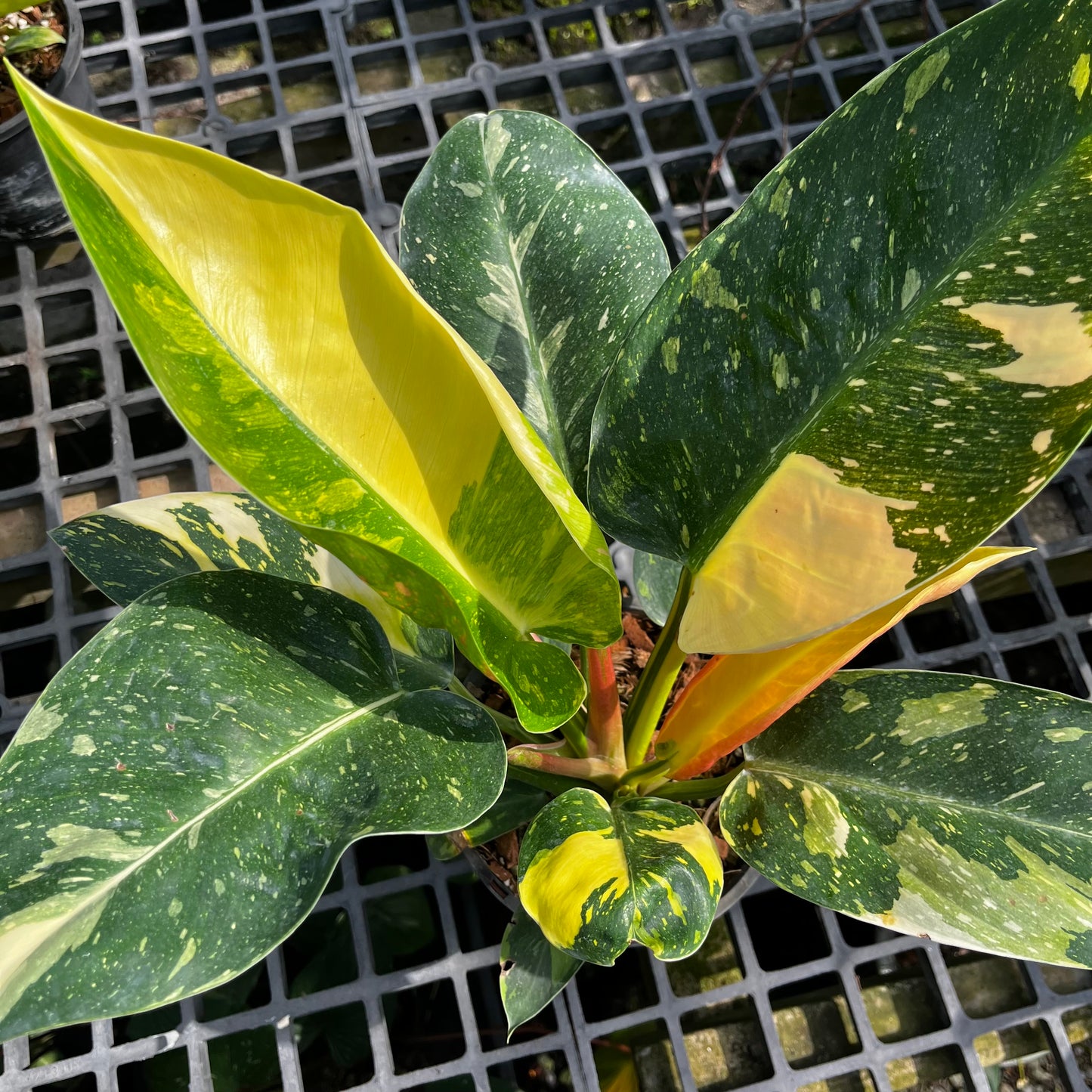 Philodendron Green Congo Nuclear