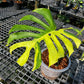 Monstera Light Lime