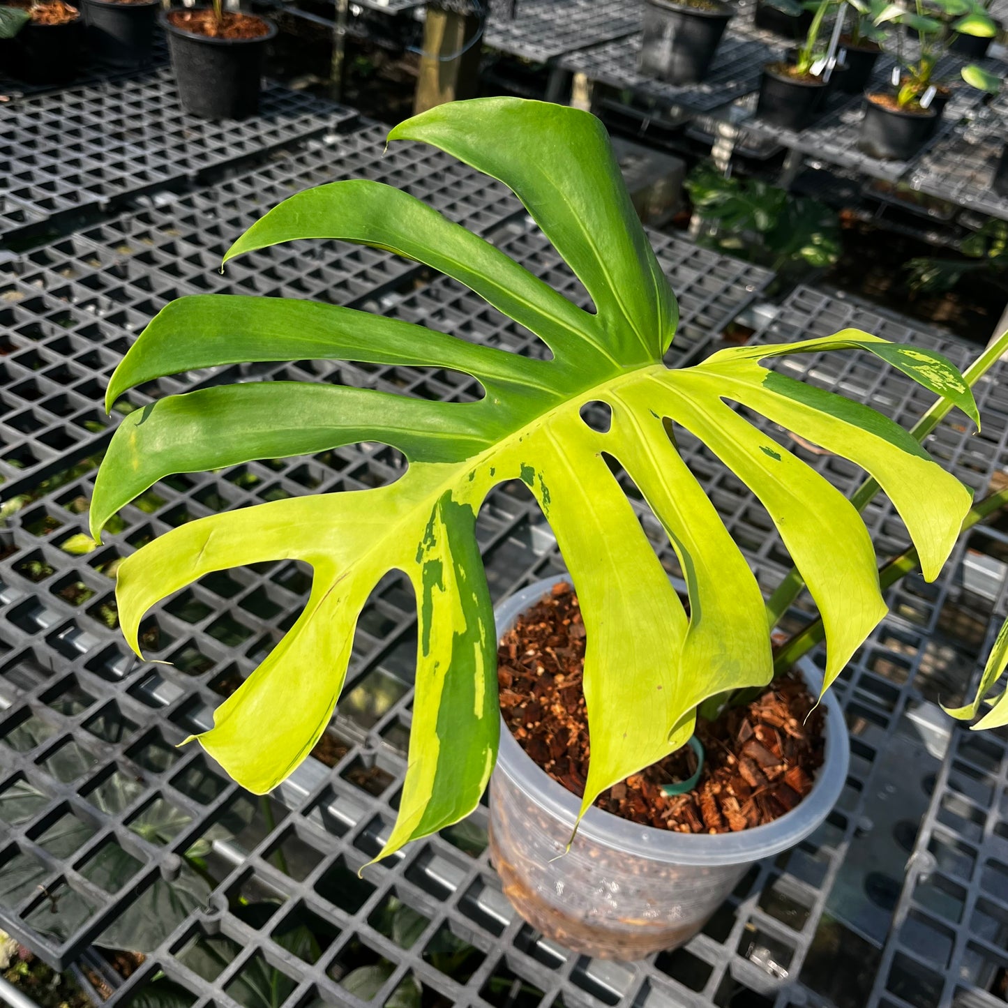 Monstera Light Lime