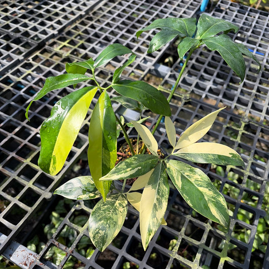 Philodendron Goeldii Variegated - Exact Plant (P063)