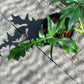 Philodendron Belle Isle - Exact Plant (P037)