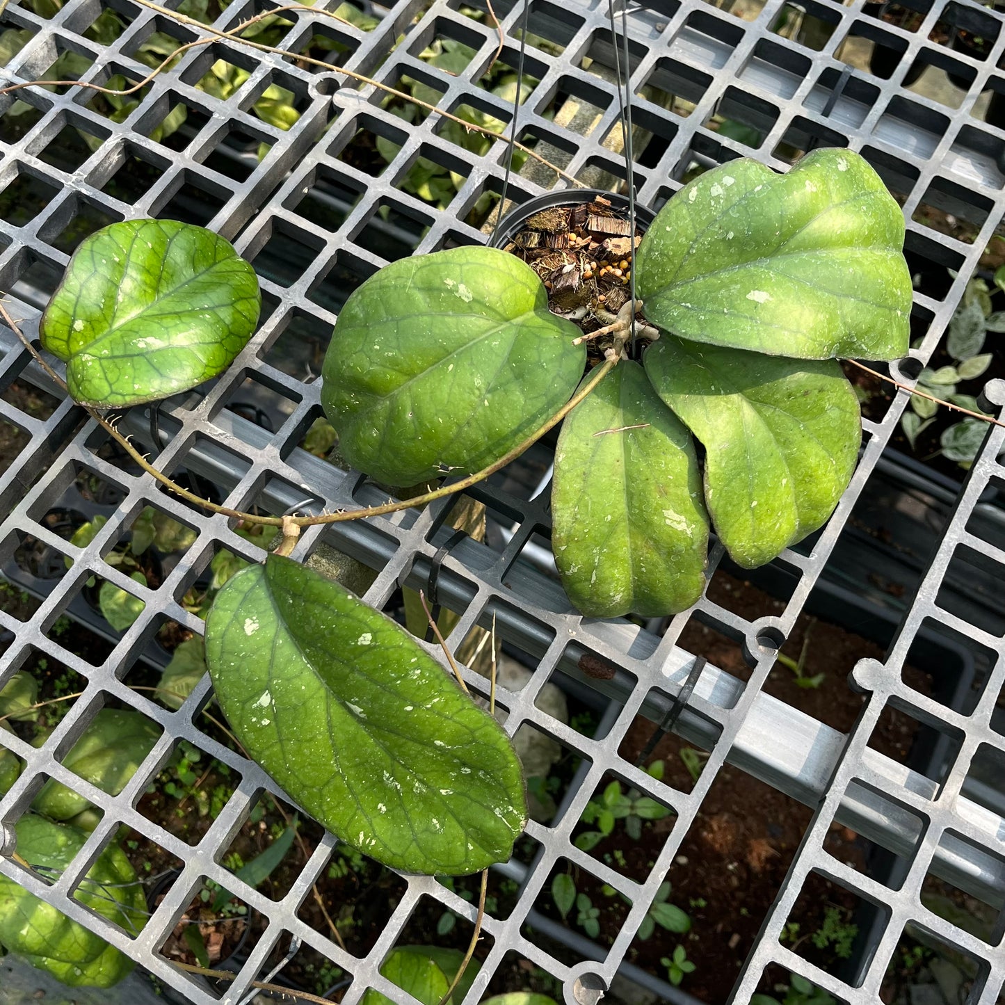 Hoya Priktai