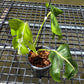Monstera White Lava - Exact Plant (M052)