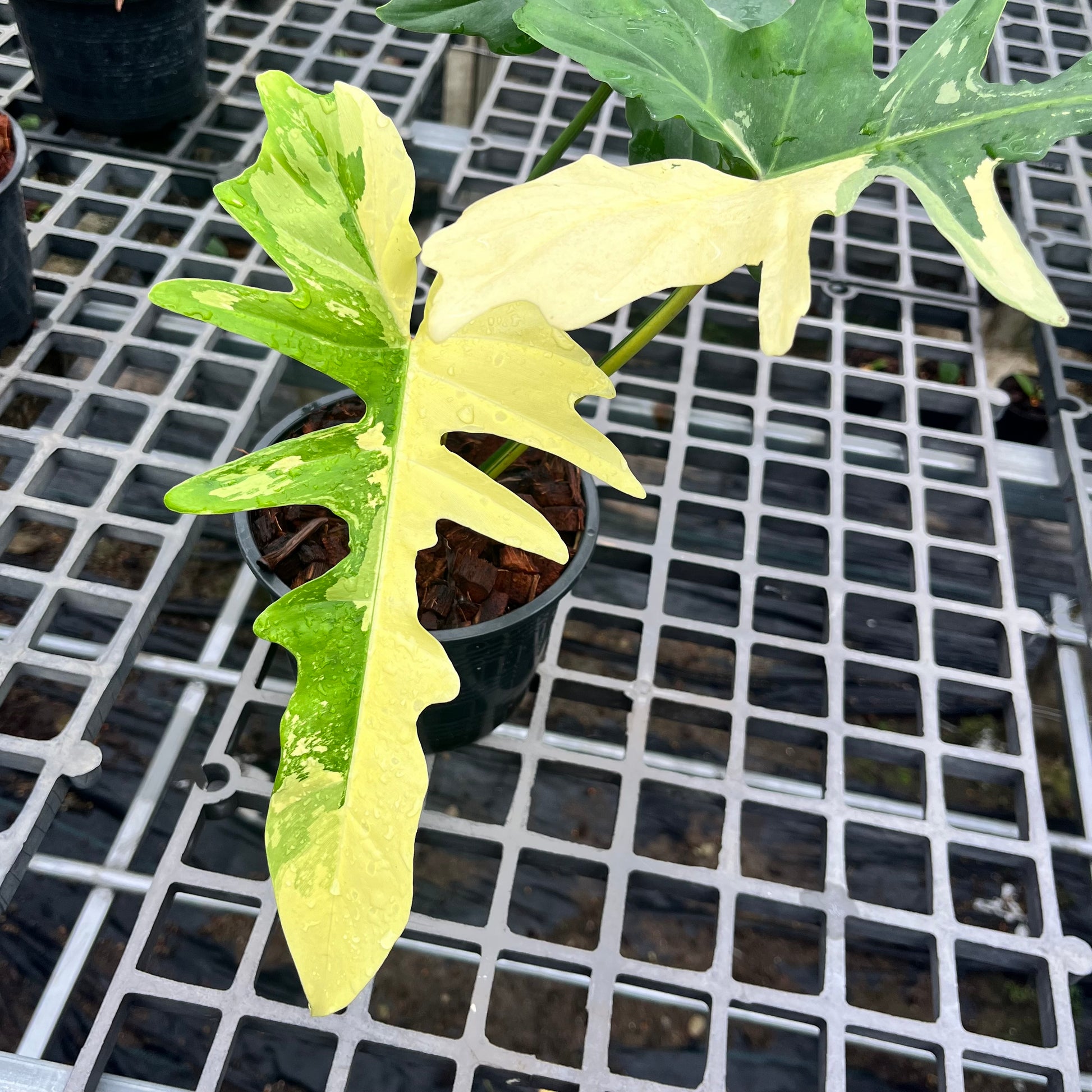 philodendron longilobatum vs golden dragon Philodendron Golden Dragon Variegated – Greenroom Planter