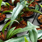 Microsorum Thailandicum - Blue Oil Fern