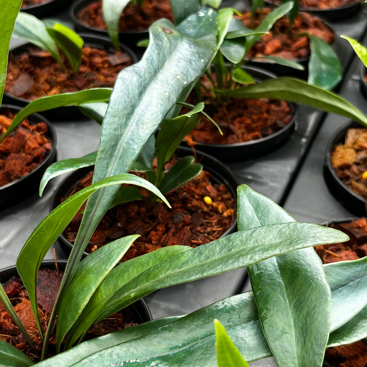 Microsorum Thailandicum - Blue Oil Fern