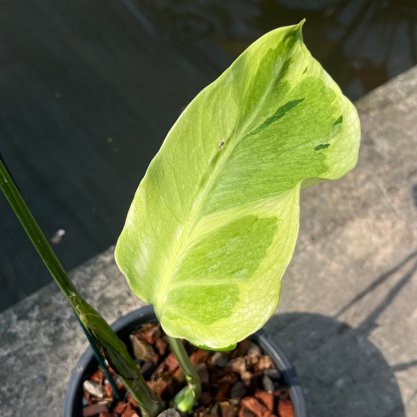 Monstera Famicito- Exact Plant (M050)