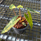 Philodendron Billietiae Variegated - Exact Plant (P058)
