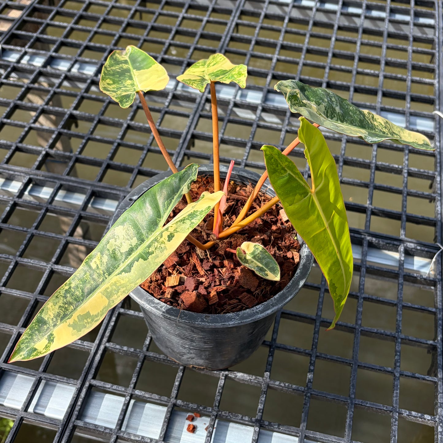 Philodendron Billietiae Variegated - Exact Plant (P058)