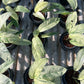 Rhaphidophora Gorilan variegated
