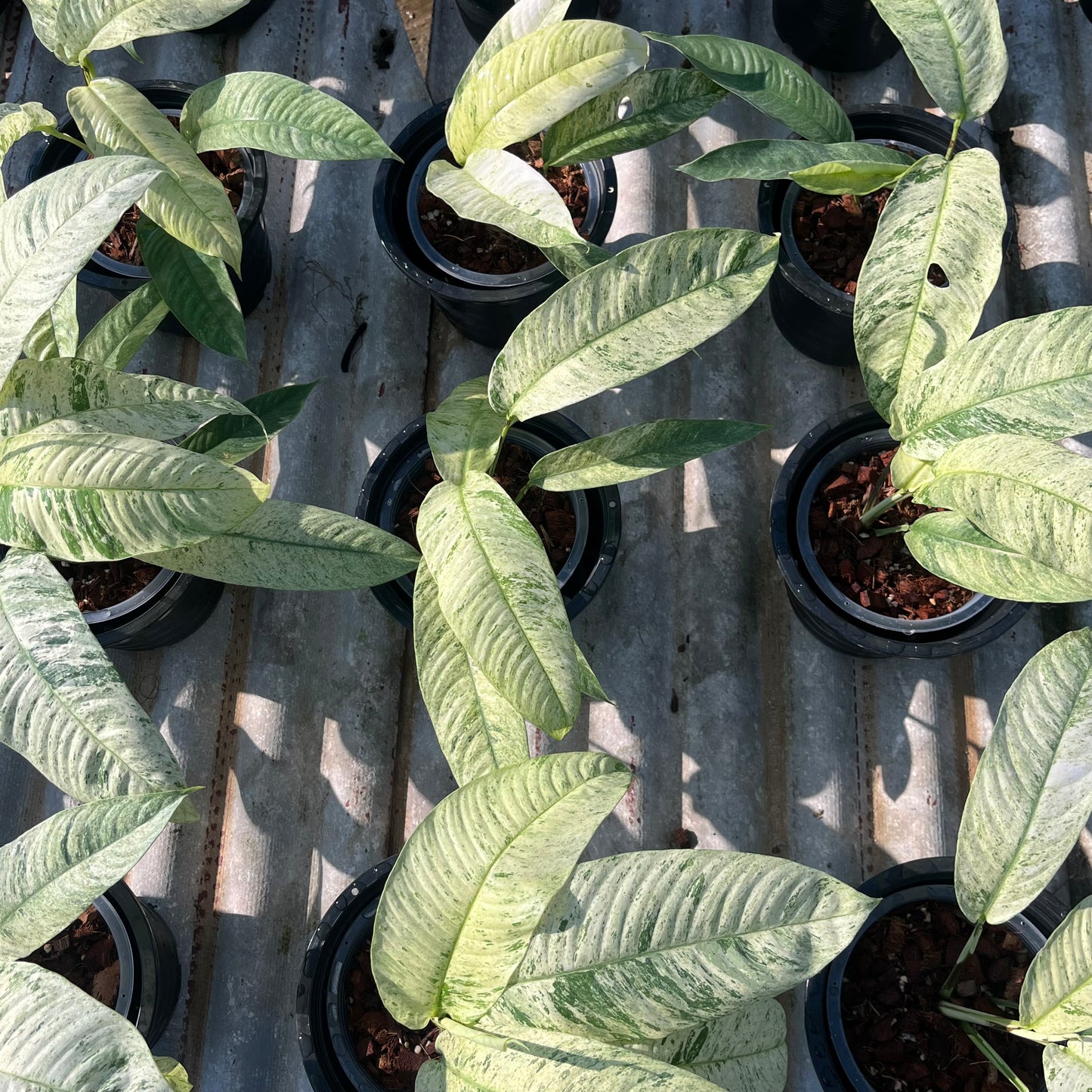 Rhaphidophora Gorilan variegated