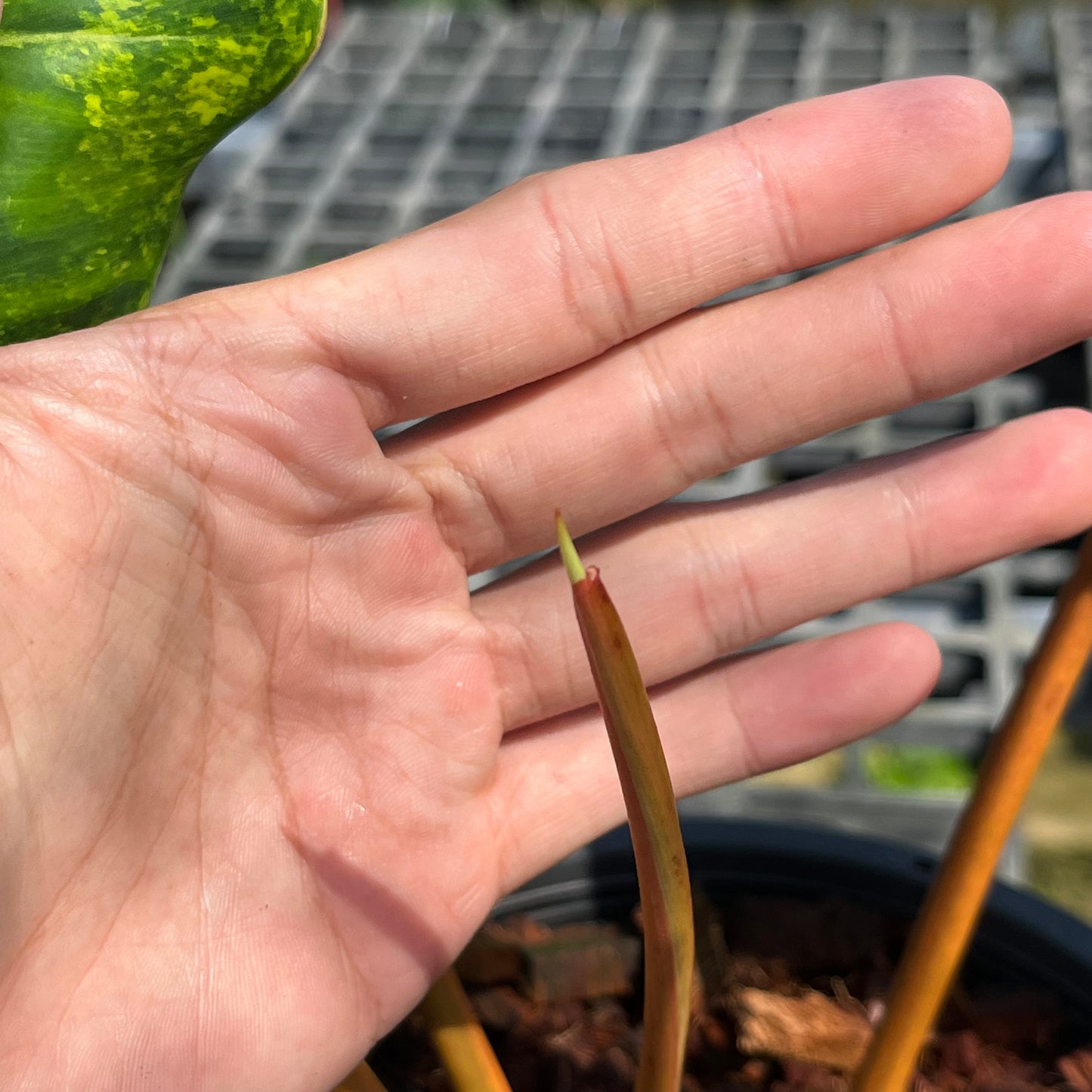 Philodendron Billietiae Variegated- Exact Plant (P026)