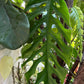 Mature Monstera Dubia