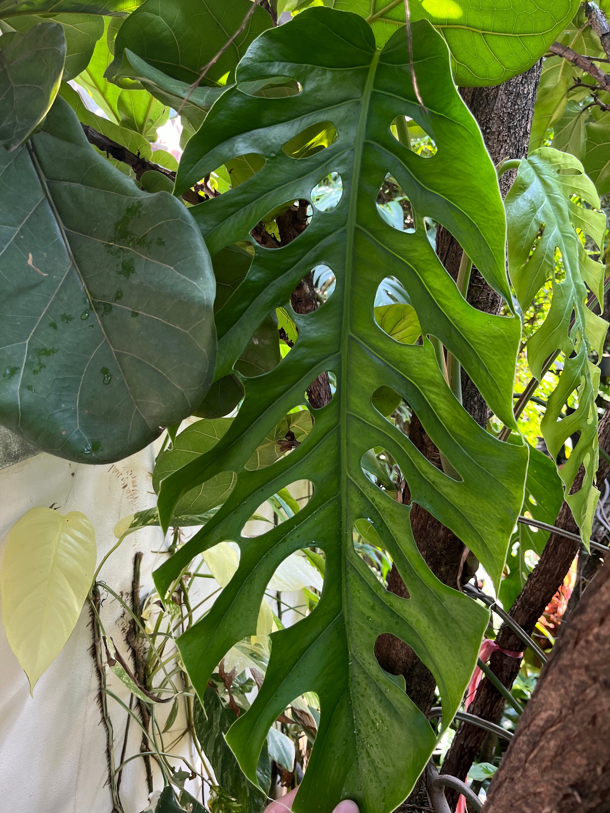 Mature Monstera Dubia