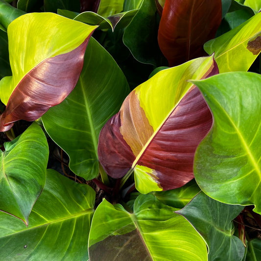 Philodendron Red Moon variegated