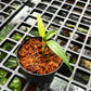 Monstera Burle Marx Flame - Juvenile