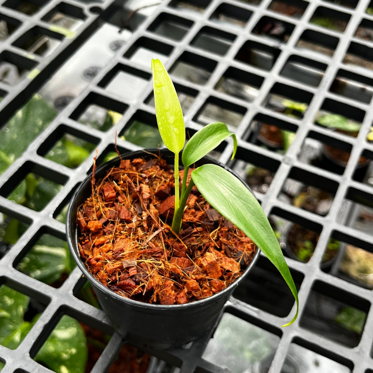 Monstera Burle Marx Flame - Juvenile