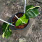 Monstera White Lava