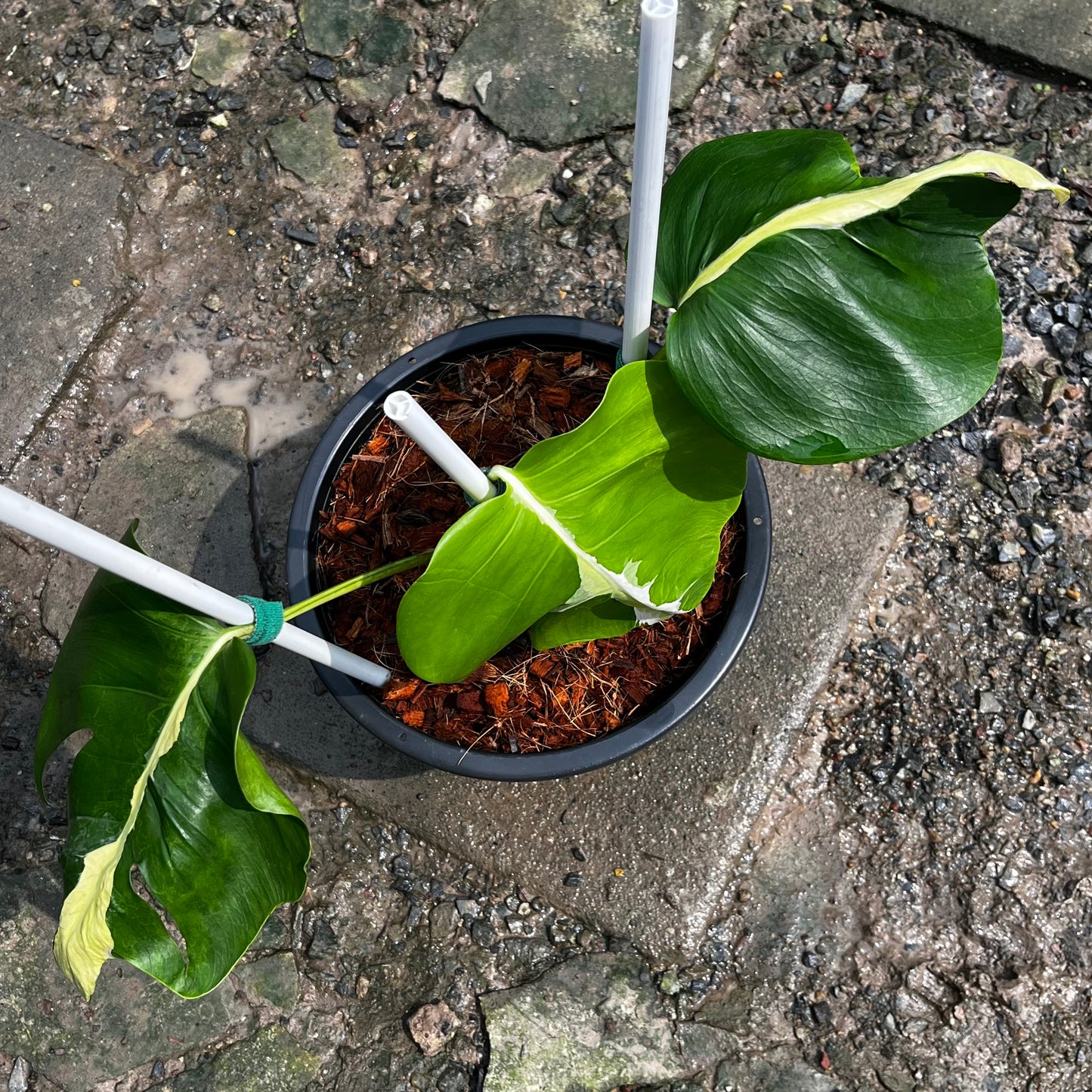Monstera White Lava